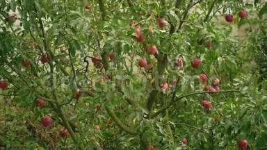 苹果树。 苹果树上的苹果特写.. 花园里成熟的红苹果。 风中的苹果树。